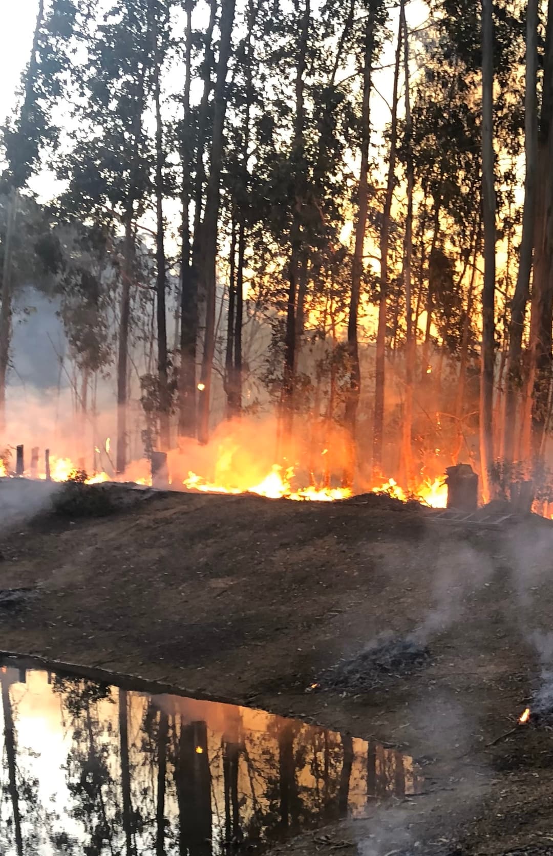 Fire Safety and the Karri Forest Environment