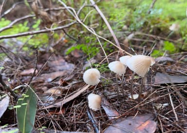 carousel thumbnail 0