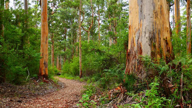 South West WA: A Trail‑Lover’s Paradise